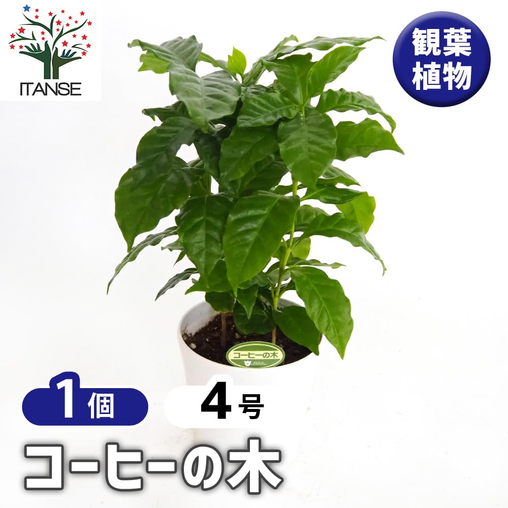 Amazon｜ITANSE コーヒーの木 コーヒーノキ 4号 1個売り 珈琲